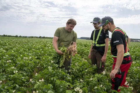 3 Männer stehen auf einem Feld. Einer hält eine Kartoffelpflanze in der Hand und erklärt den anderen beiden etwas, während sie die Pflanze anschauen und ihm zuhören.