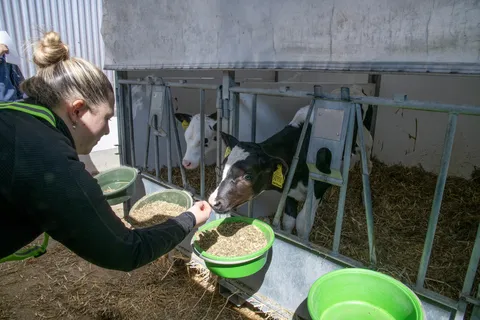 Eine Frau steht an einer Umzäunung, hinter der 2 Kälber stehen, und hält ihre Hand i Richtung eines Kalbs. An der Umzäunung sind grüne Behälter mit Futter befestigt.
