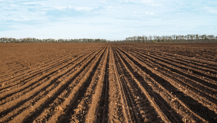 Feld besät im regelmäßigen Muster