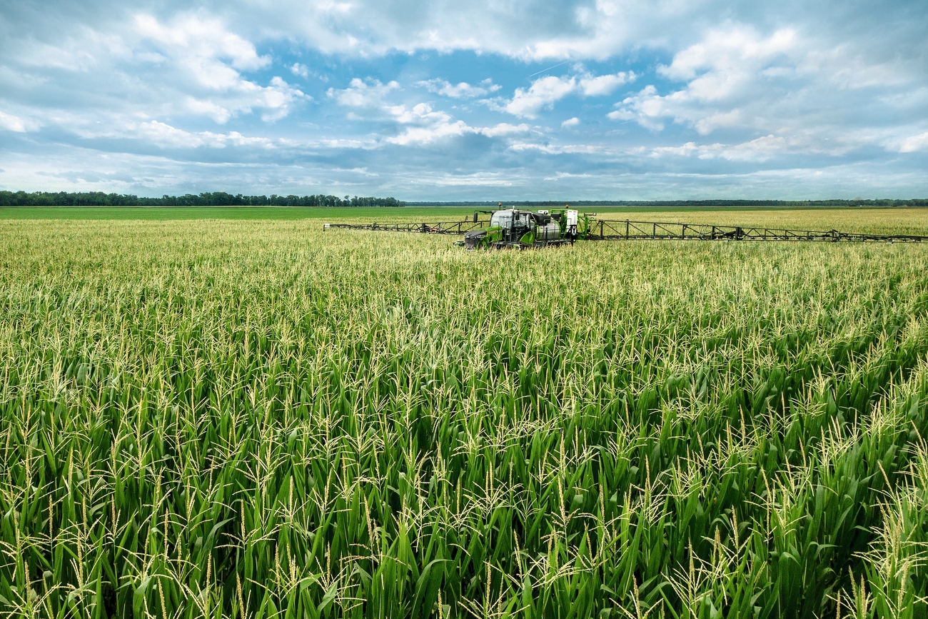 Fendt Rogator 900 beim spritzen von einem Maisfeld von vorne