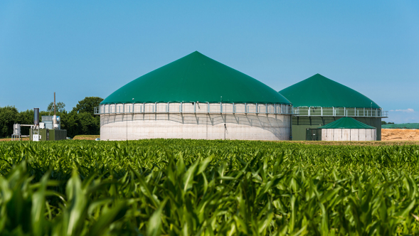 Biogasanlage zur Energiegewinnung Eine rundgebaute, weiße Biogasanlage mit grünem Dach umgeben von Maispflanzen. Im Hintergrund erkennt man ein Weizenfeld und den blauen Himmel.