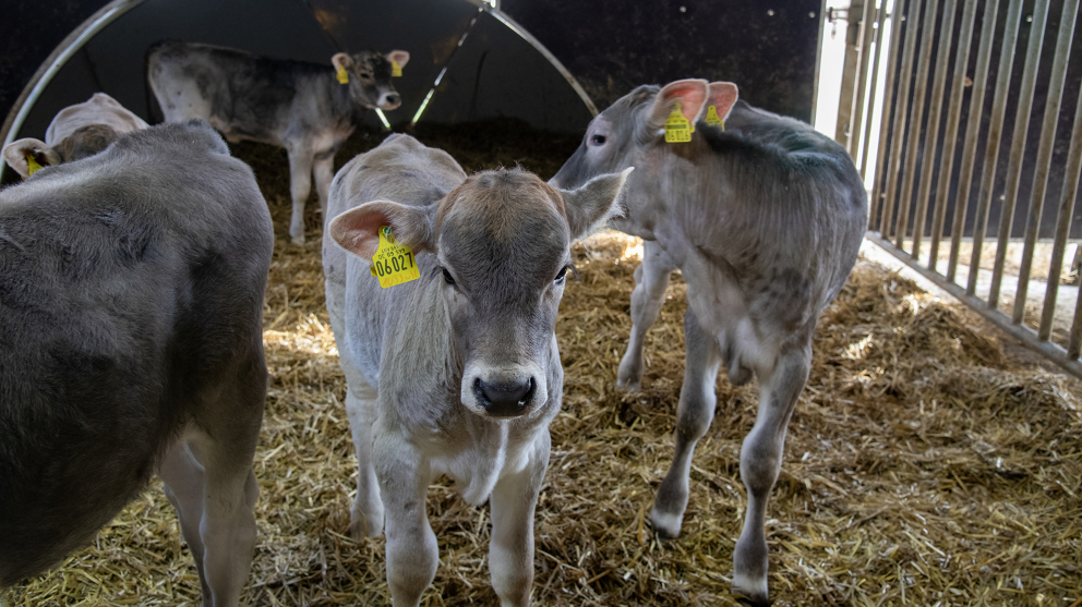 Kühe laufen im Stall herum