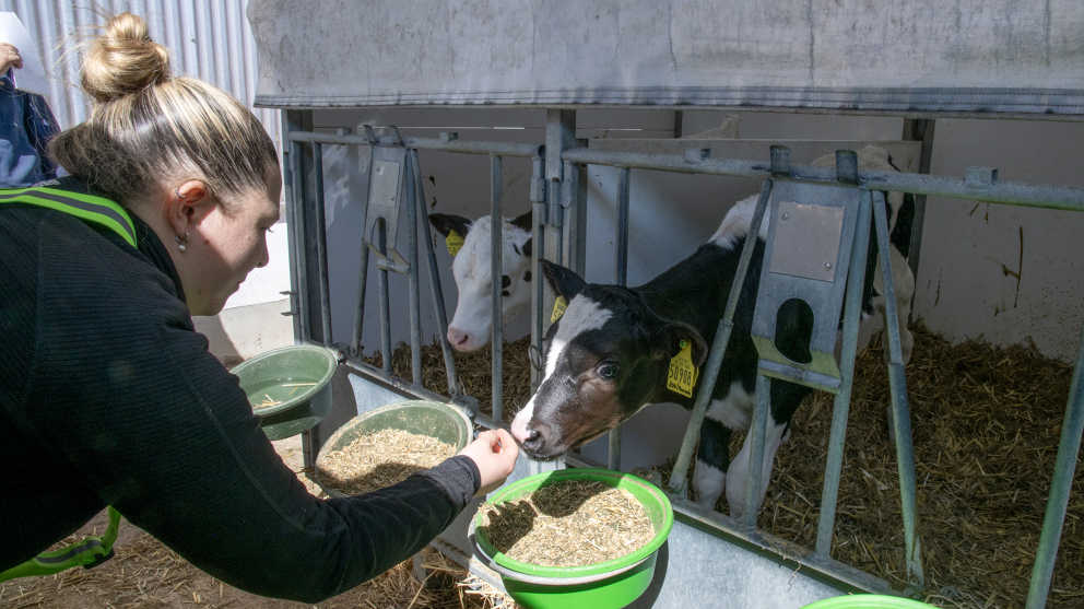 Eine Frau steht an einer Umzäunung, hinter der 2 Kälber stehen, und hält ihre Hand i Richtung eines Kalbs. An der Umzäunung sind grüne Behälter mit Futter befestigt.
