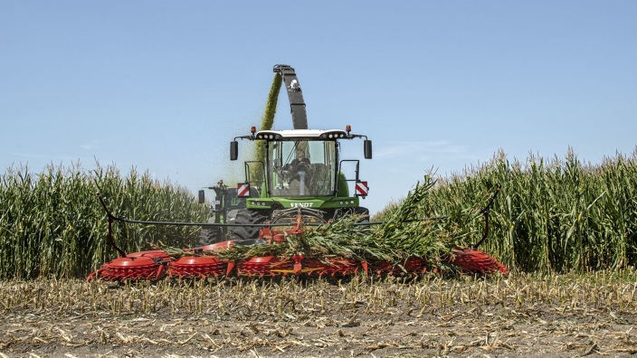 Ein grüner Fendt Katana Feldhäcksler erntet ein Maisfeld ab und fährt frontal auf die Kamera zu.
