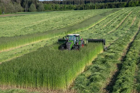 Ein grüner Fendt 800 Vario mäht einen sehr hohen Bestand mit einer Mähwerkskombination mit Förderband