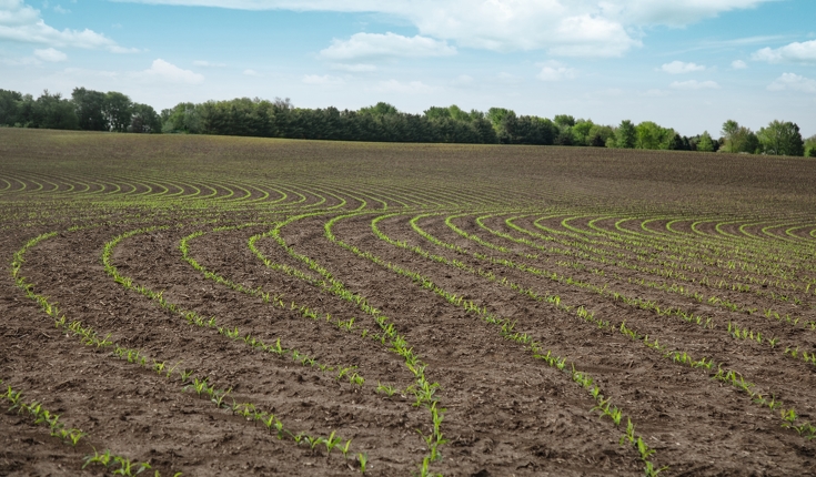 Feld mit regelmäßig Reihen von keimenden Pflanzen