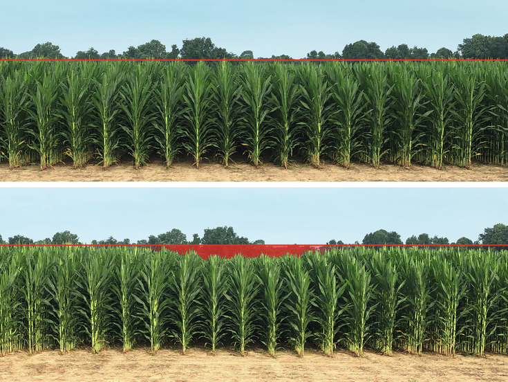 Gegenübergestellt Bilder zur Wuchshöhe von Mais bei unterschiedlichen Reifendruck