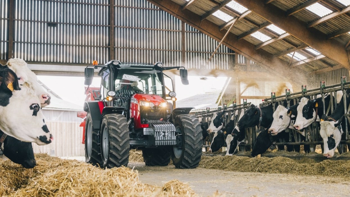Ein Massey Ferguson Traktor steht in einem Kuhstall zwischen fressenden Kühen.