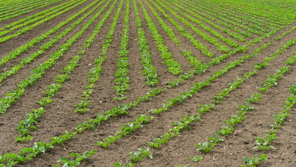 Feldansicht mit gepflanzten Reihen durch Fendt Section Control (SC)