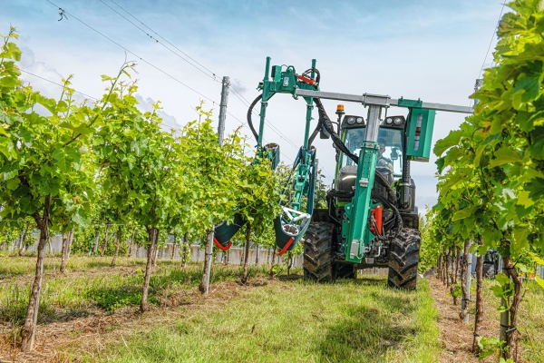 Fendt 200 V/F/P Vario Ein Fendt fährt durch die grünen Weinberge mit einem grünen Frontanbaugerät. Das Anbaugerät ist ein Laubschneider.