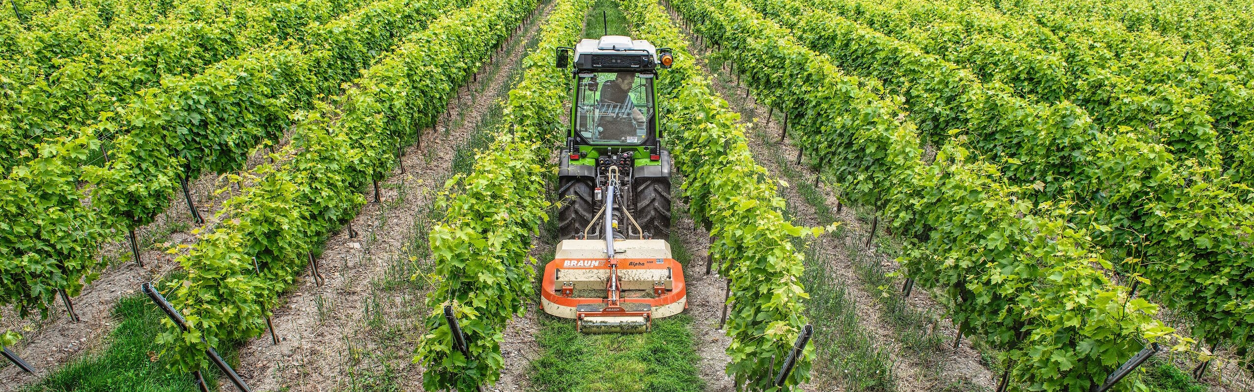 Der grüne Fendt fährt mit einem orangenen Mulcher durch die Reihen der Weinberge. Er ist von hinten zusehen.