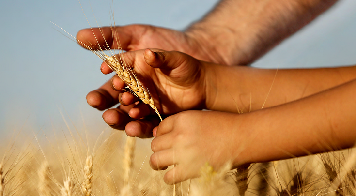 Eine Kinderhand hält sanft einen einzelnen Weizenhalm, während eine größere Hand schützend darunter liegt. Die Szene spielt sich inmitten eines großen, reifen Weizenfeldes ab