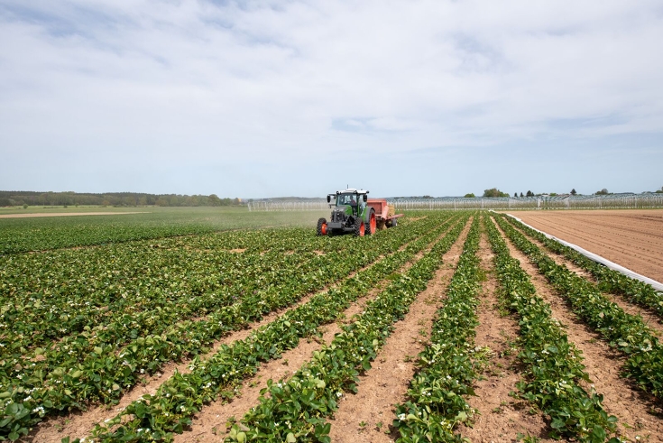 Fendt e107 Vario bei Strohverteilung Fendt e107 Vario verteilt Stroh von einem Anhänger zwischen Reihen mit Erdbeerpflanzen