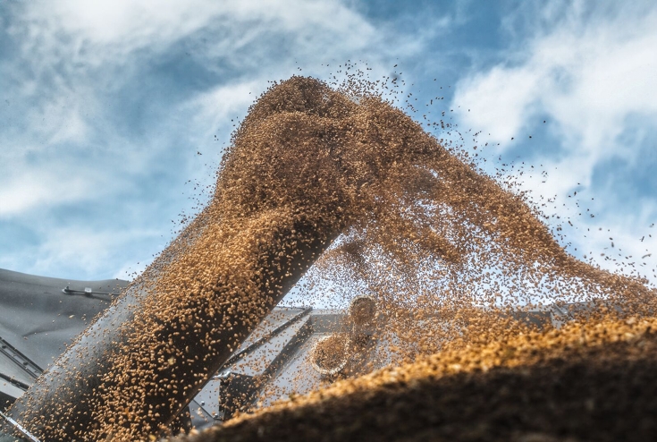 Getreideförderung in Fendt IDEAL Bunker Detailaufnahme aus dem Kornbunker des Fendt IDEAL. Die Weizenkörner werden über die Korntankbefüllschnecke in den Bunker gefördert.