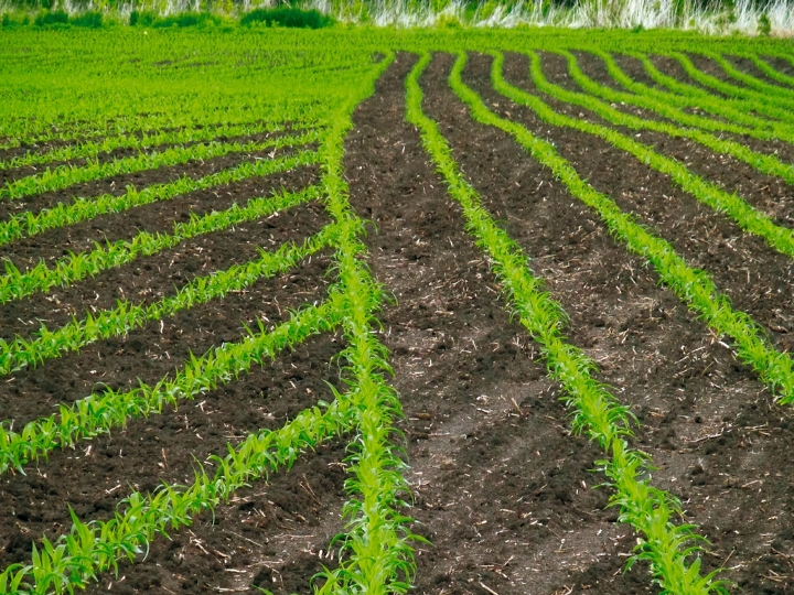 Campo con cabecera trabajado con Control de secciones para cereal