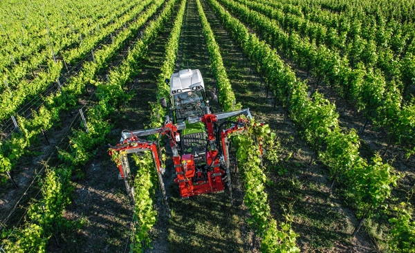 Fendt 200 V/F/P Vario en los viñedos Un Fendt 200 V/F/P Vario verde atraviesa los viñedos verdes con una deshojadora roja.