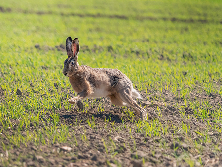 Un conejo marrón en un prado verde.