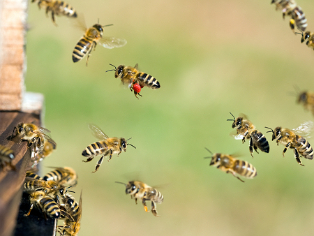 Abejas con rayas negras y amarillas volando en el aire.