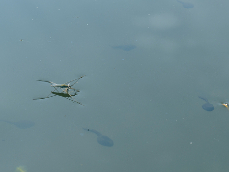 Un pequeño insecto de agua de pie sobre el agua.