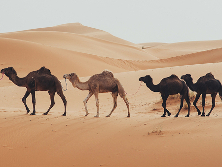 Varios camellos caminan en línea por el desierto.