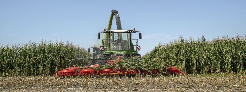 Picadora Fendt Katana Una picadora de forraje Fendt Katana sale de un campo de maíz