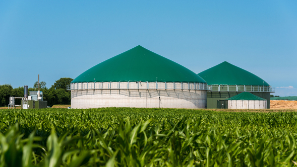 Una planta de biogás con una construcción redonda y de color blanco con un tejado verde rodeado de plantas de maíz. Al fondo se ve un campo de trigo y el cielo azul.
