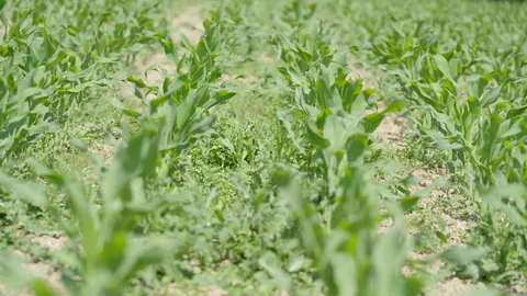 Des mauvaises herbes poussent entre les jeunes plants de maïs.