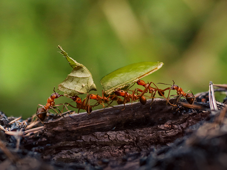 Plusieurs fourmis marchent sur une branche en portant de grandes feuilles vertes