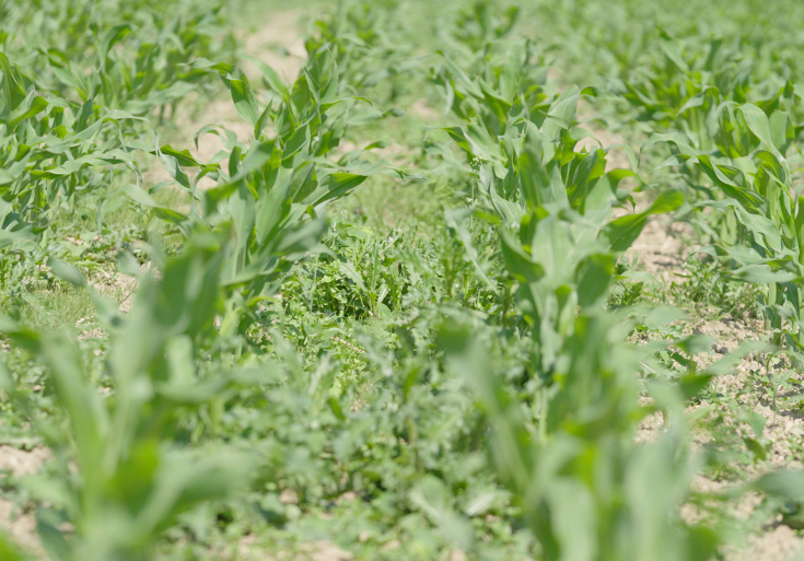 Des mauvaises herbes poussent entre les jeunes plants de maïs.