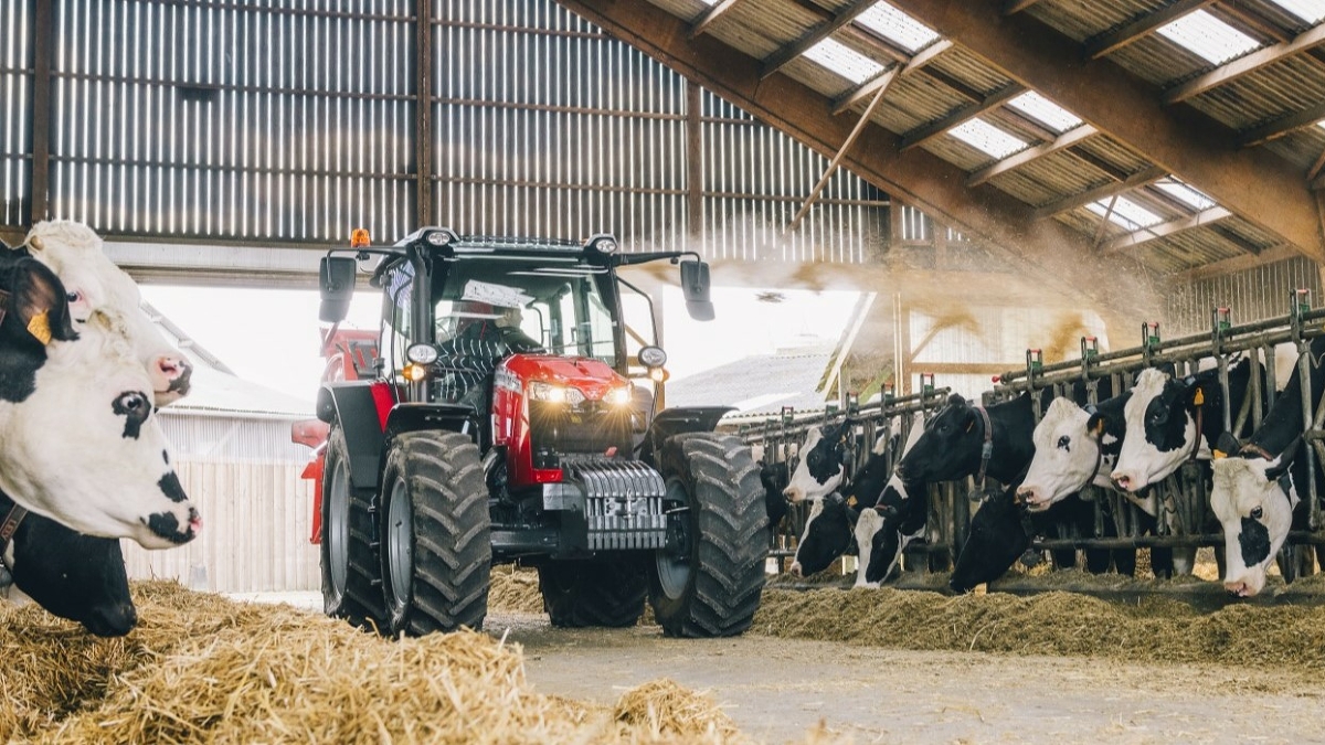 Egy Massey Ferguson traktor áll egy tehénistállóban a tehenek között.