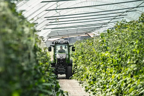 A Fendt e100 V Vario drives through a fruit tunnel with raspberry plants, photographed from the front.