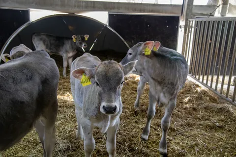Cows running around in the barn