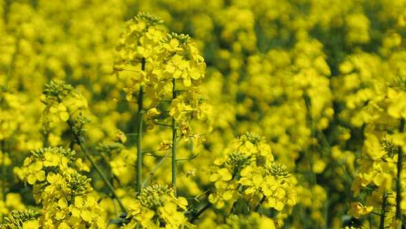 Flowering rapeseed field