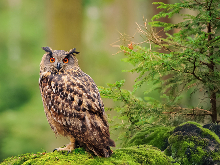 An owl sitting on a green branch looking at the camera.