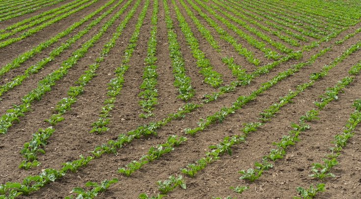 l’immagine mostra un campo coltivato tramite linee e collegamenti dritti e puliti.