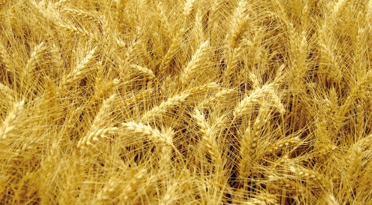 Campo di grano giallo oro poco prima del raccolto con spighe ondeggianti al vento