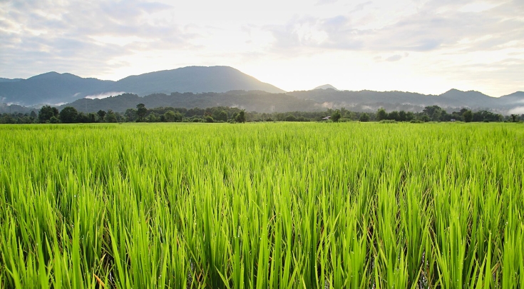 Campo di riso verde e irrigato con giovani piante di riso in file parallele