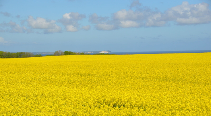 Campo di colza in fiore con fiori giallo brillante sotto un cielo limpido