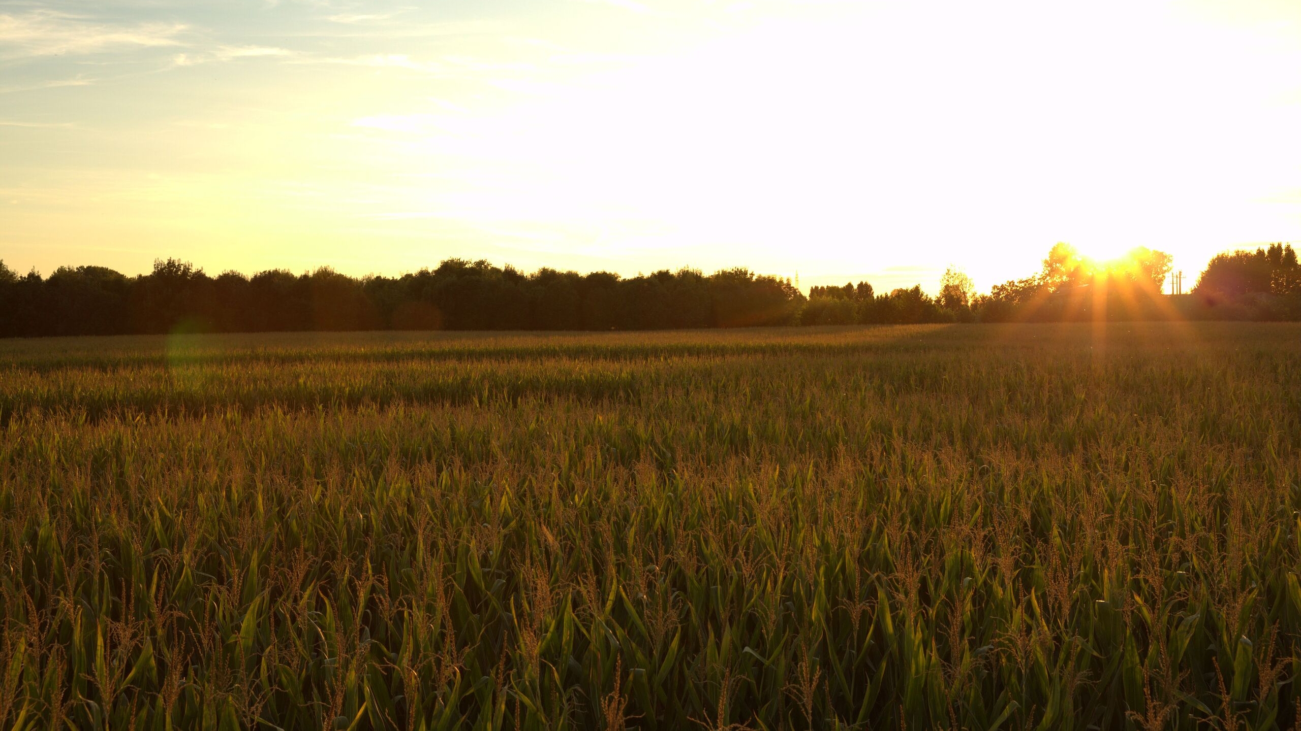 Campo di mais al tramonto, sullo sfondo si intravede una fila di alberi.
