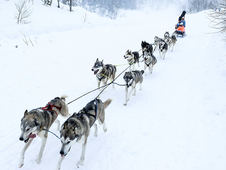 Een roedel sledehonden trekt een slede door een besneeuwd landschap.