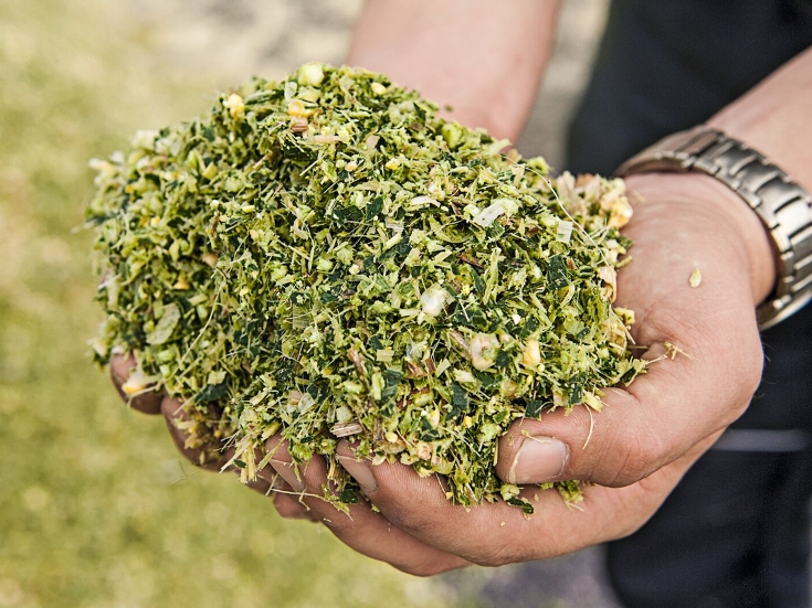 Fendt Katana z rozdrobnionym materiałem Dwie ręce trzymają rozdrobniony materiał z Fendt Katana