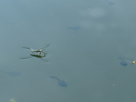 Close-up of a water strider