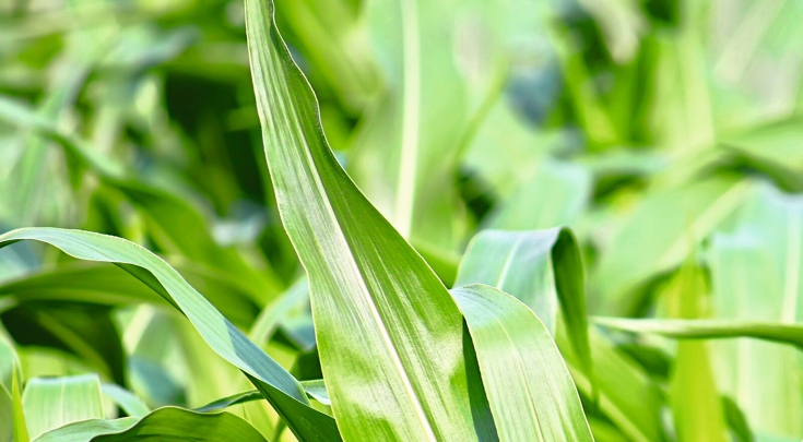 Large corn field with tall, ripe maize plants under a blue sky