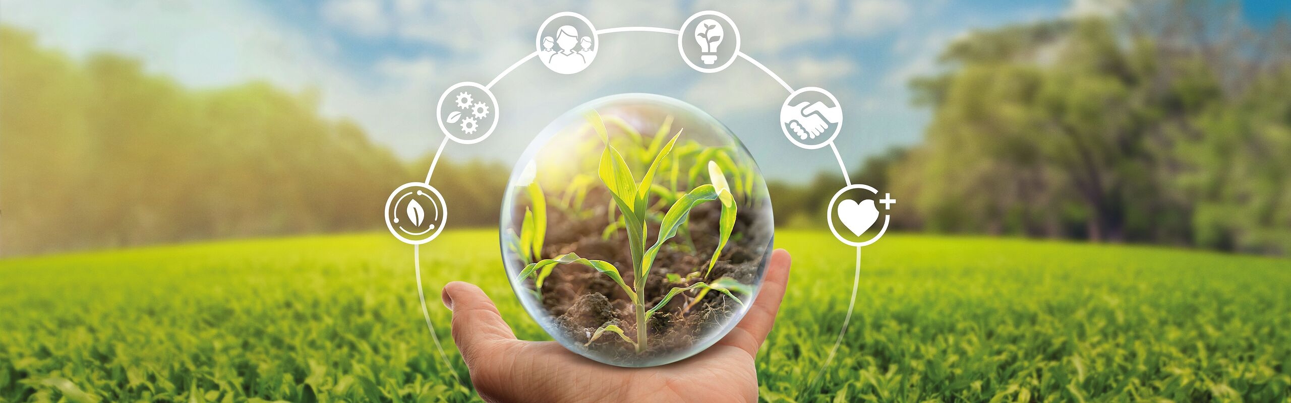 A hand with a glass ball in which a plant is growing, with a corn field in the background