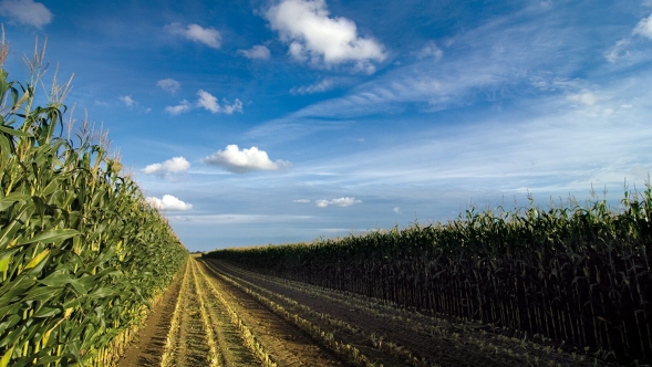 Row of corn plants along a dirt road under a blue sky with scattered clouds