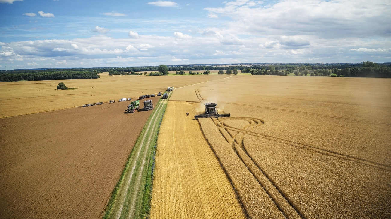 Combine harvester in action